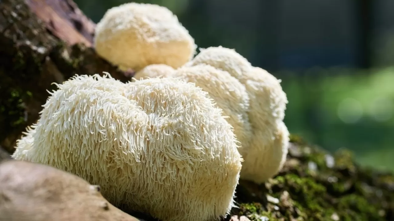 Mantarların Gizli Gücü: Doğal Bağışıklık Düzenleyiciler Bilimde Yerini Buluyor