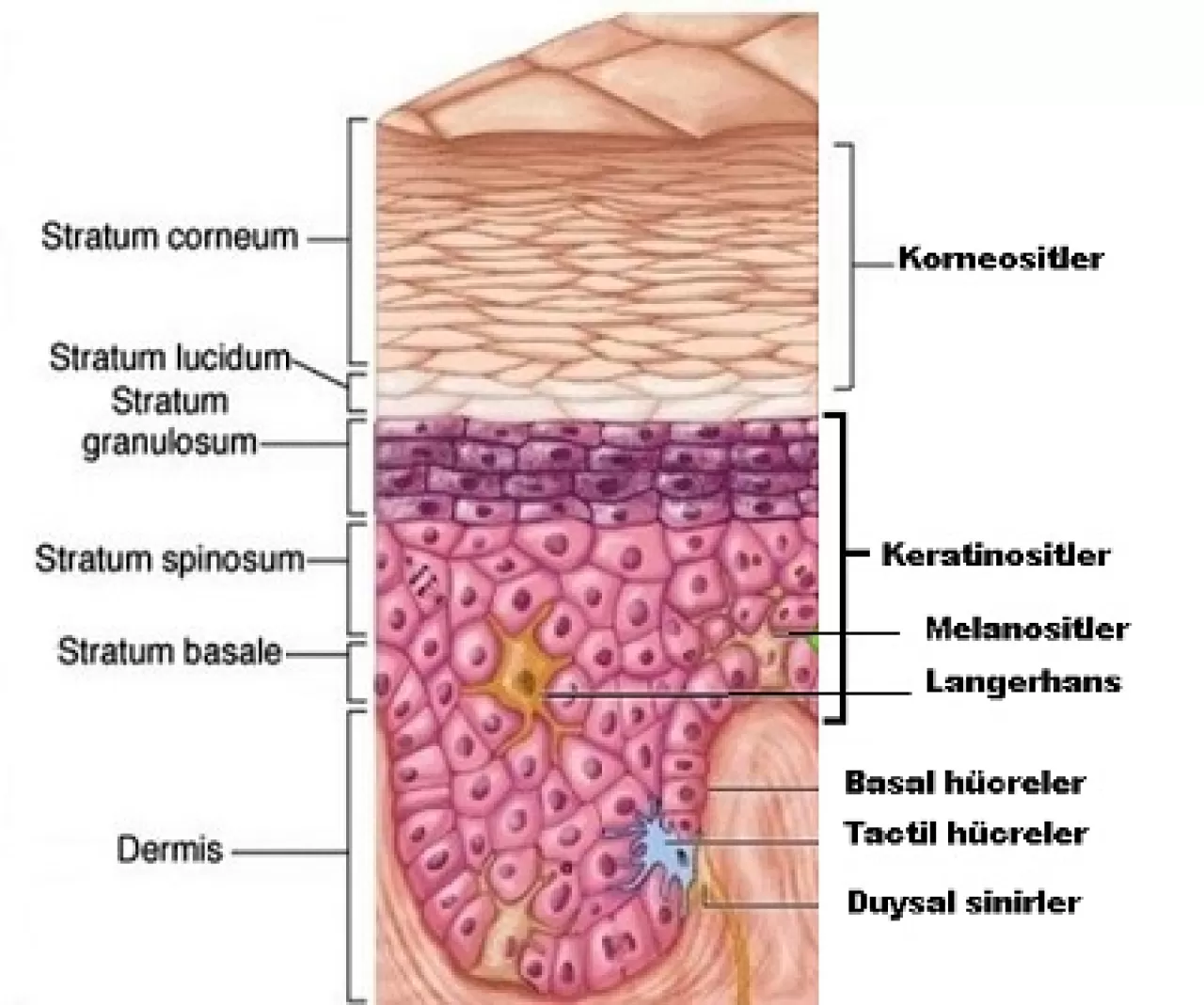 Bilim Dünyası Sağlıklı Yaşam Trendlerini Masaya Yatırıyor