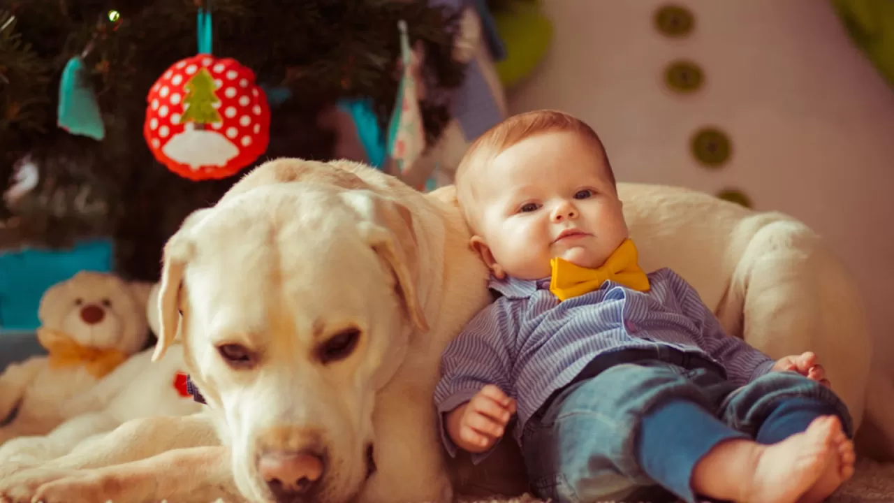 Evcil Hayvanlar Bebeklerin Bağışıklık Sistemini Güçlendiriyor