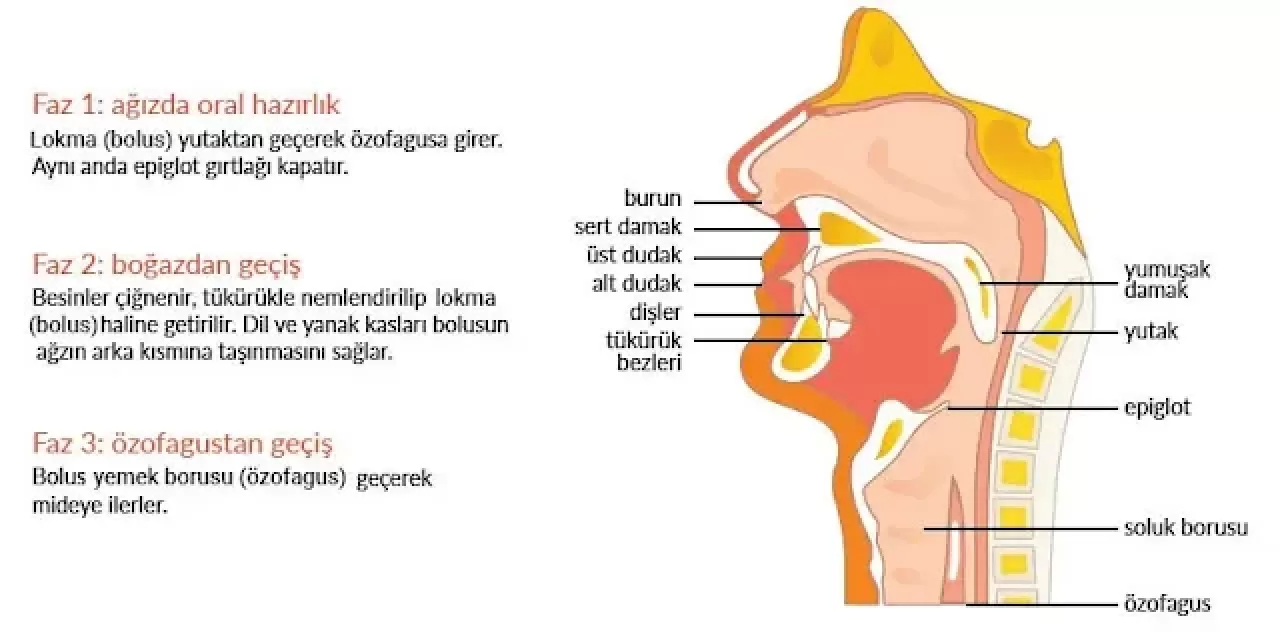 Yutma Güçlüğü: Görünmez Ancak Yaşam Kalitesini Derinden Etkileyen Bir Mücadele