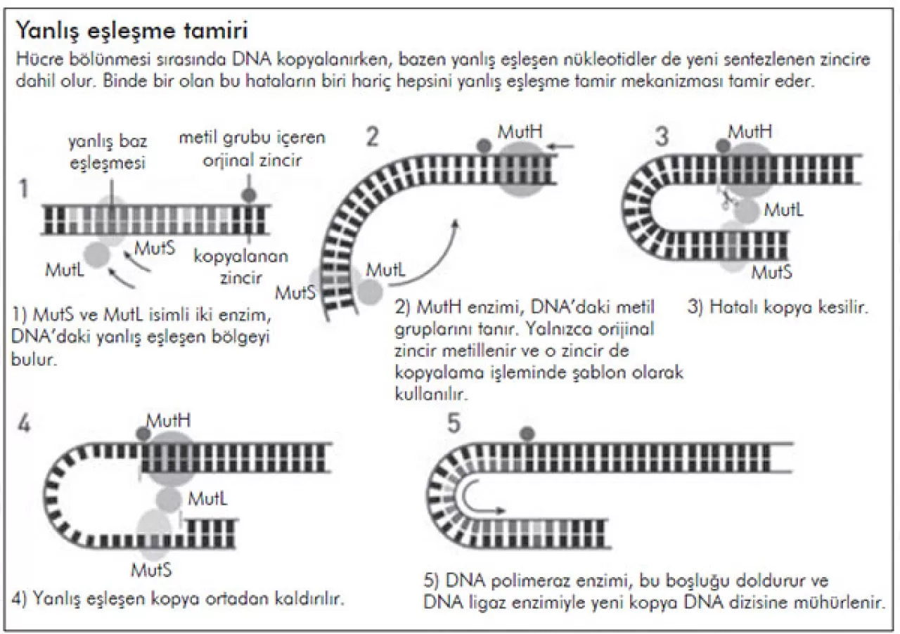 Dünya'nın Manyetik Kalkanı Olmadan Hücrelerde İletişim Bozuluyor