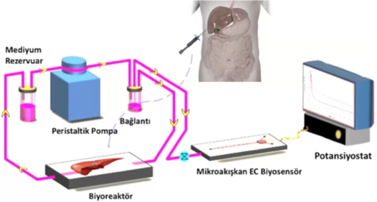 İlaç Güvenliğinde Devrim: Çiplerdeki Minyatür Organlar ve Dijital İkizler