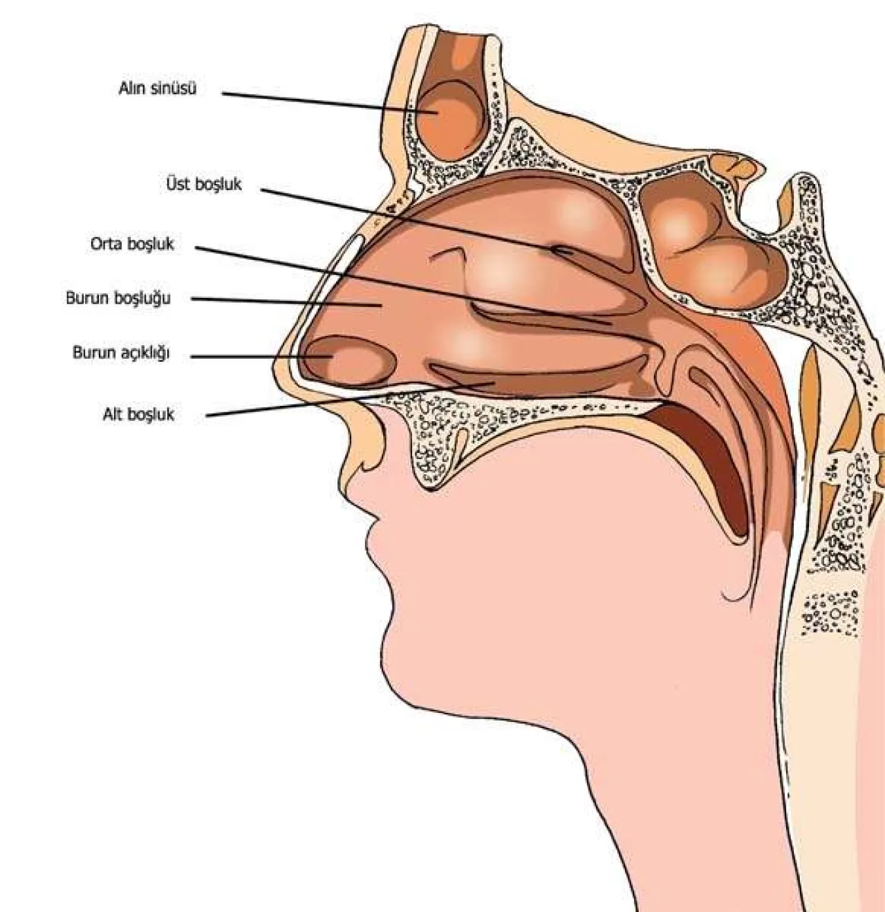 Günde 2 Dakikalık Koku Egzersizi ile Beyin Sağlığınızı Güçlendirin