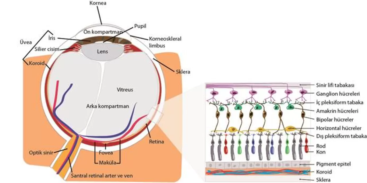 Işık Terapisi: Biyolojik Saatimizi ve Beyin Sağlığını Nasıl Düzenliyor?