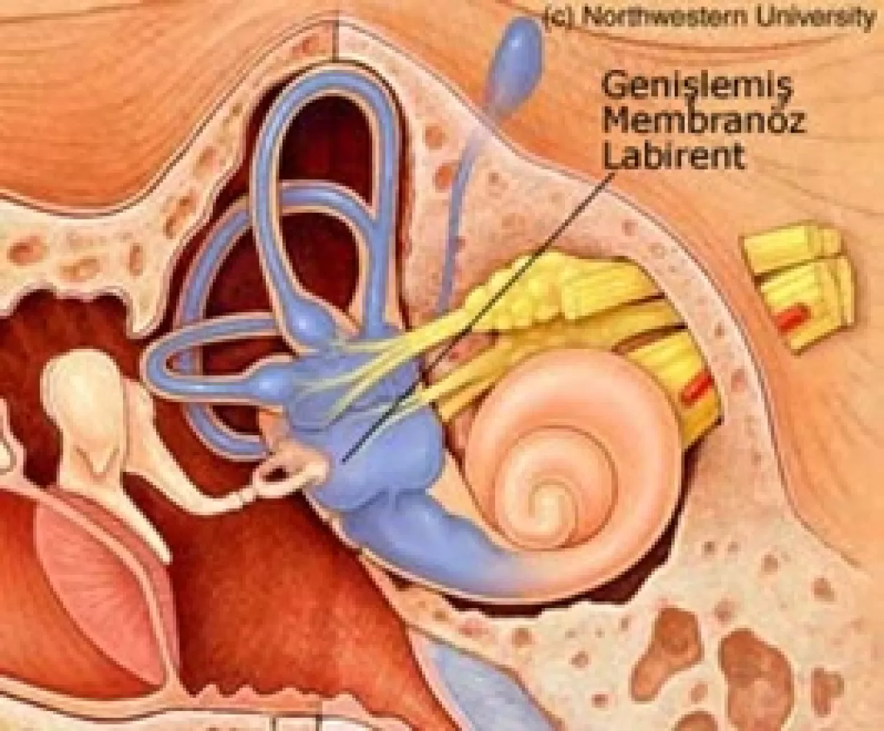 Sessiz Tehdit: Fibromiyalji Belirtileri Gözden Kaçıyor