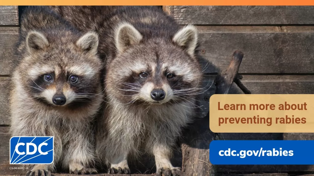 Rakunlar Evcil Hayvan Değildir: Rabies Taşıma Riskine Dikkat