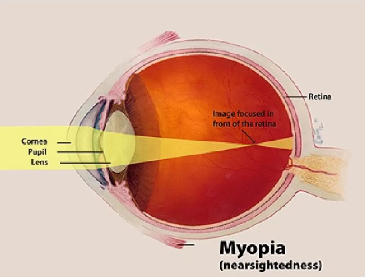 Sağlıklı Yaşam Araştırmaları İçin Yeni Bir Bakış Açısı Önerisi