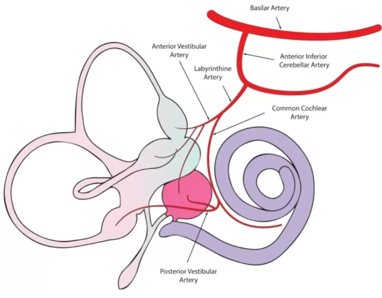 Sessiz Vestibüler Migren: Baş Ağrısız Seyreden Gizli Baş Dönmesi